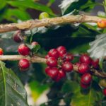 Khám phá hương vị cà phê Robusta