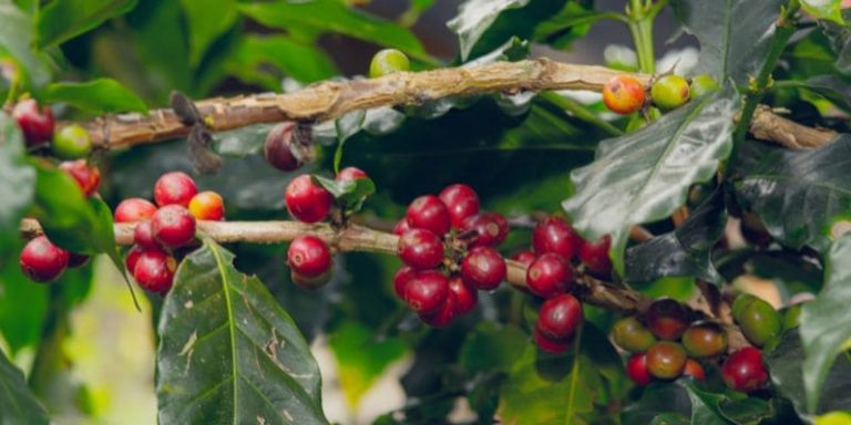 Khám phá hương vị cà phê Robusta