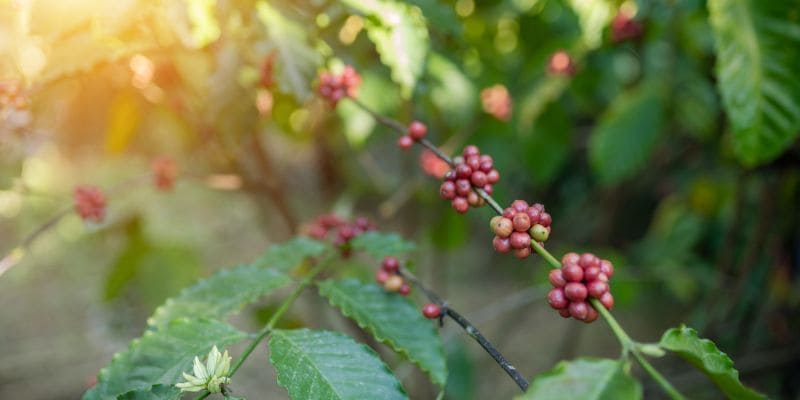 Cà phê Robusta là gì? Đặc điểm cà phê Robusta