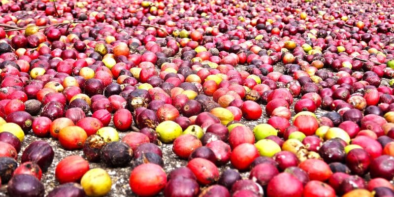 Cà phê Robusta được phơi nắng