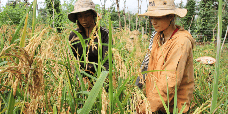 Gạo rẫy - Món ăn đặc sản Đăk Lăk mua làm quà 