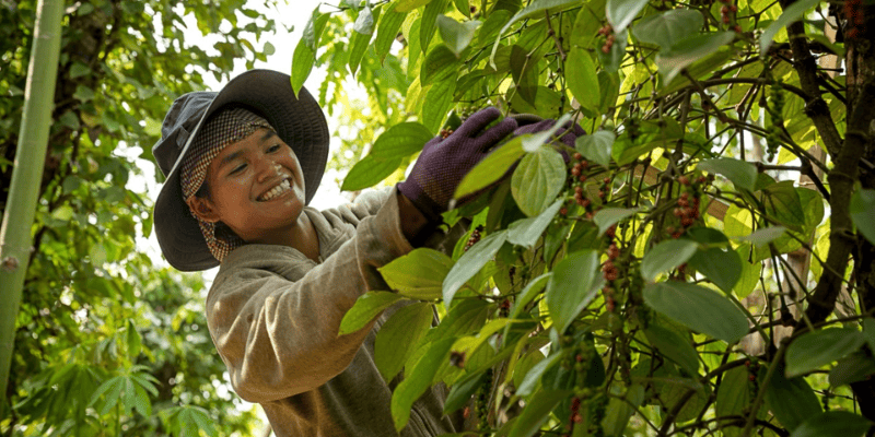 Đóng góp của hồ tiêu vào nền kinh tế Đắk Lắk