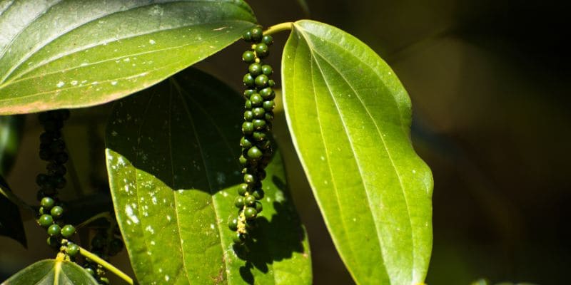 Tiêu Srilanka đòi hỏi áp dụng kỹ thuật canh tác đặc trưng để phát triển