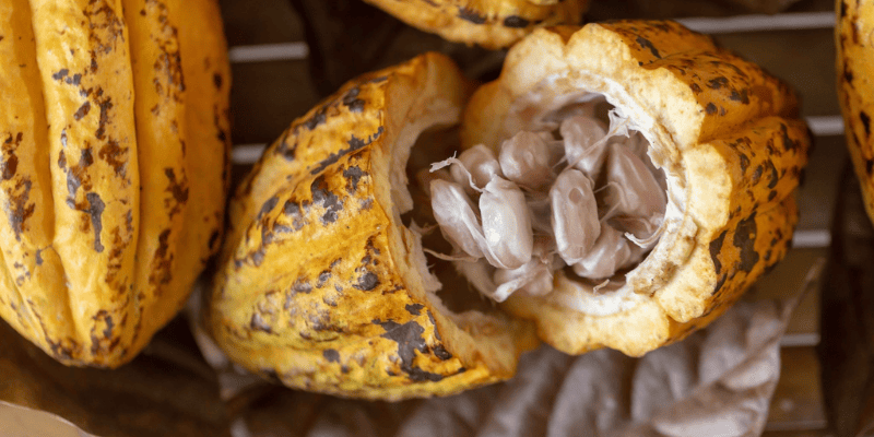 Giới thiệu về cacao Đắk Lắk