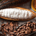 Bột cacao Đắk Lắk nguyên chất - Nông sản chất lượng cao