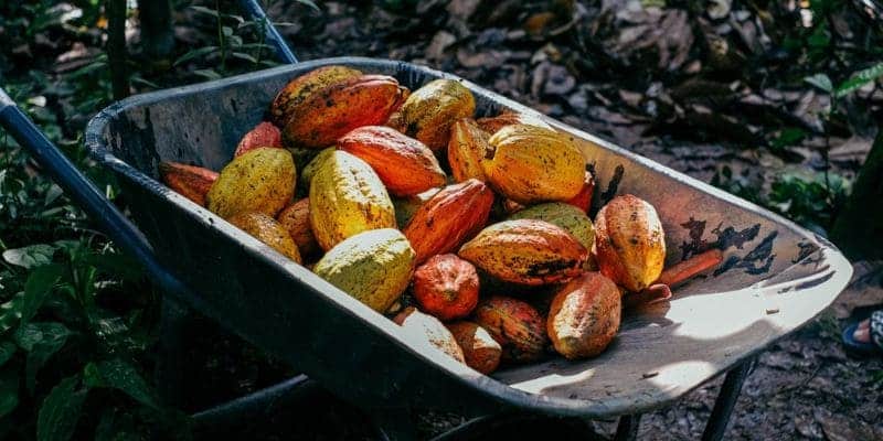 Thu hoạch cacao được thực hiện thủ công