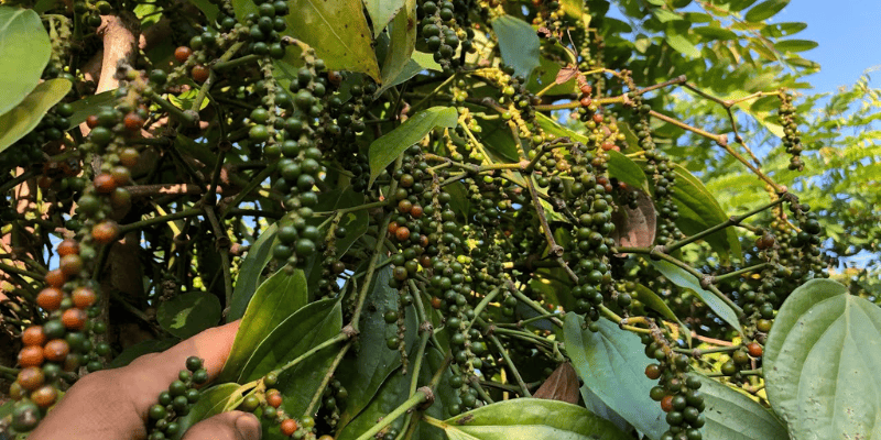 Giống tiêu Vĩnh Linh