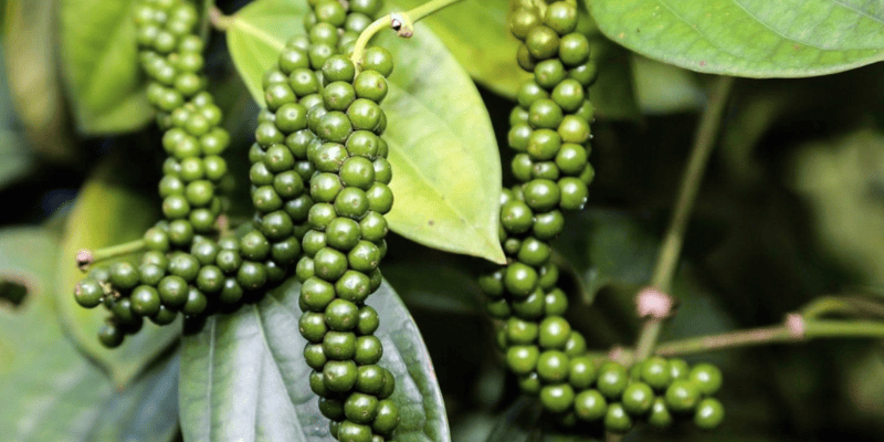 Giống cây hồ tiêu Sri Lanka