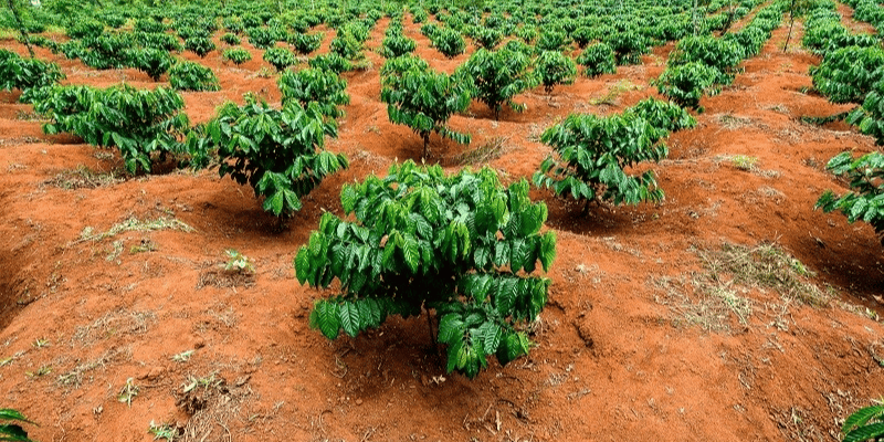 Lợi ích của đất bazan