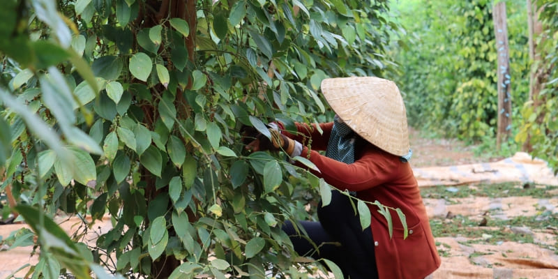 Cắt tỉa cây nọc sống để đảm bảo cây tiêu nhận đủ ánh sáng